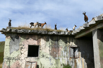 Mountain goats in Bavarian mountains, Germany