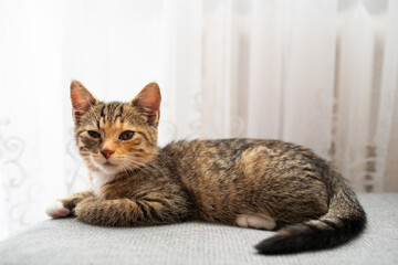 Fototapeta premium The little kitten is lying on the floor and looks around as something has changed while she was sleeping. The kitten has gently closed eyes and is observing the surroundings.