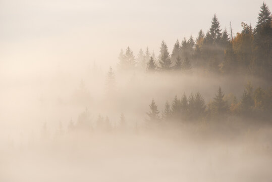 Forest in the morning mist in the mountain. Autumn scene. © Gorart
