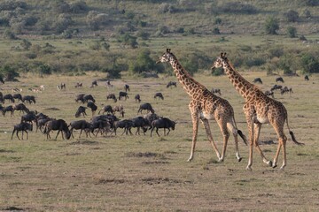 Naklejka na ściany i meble Two giraffes walk though the Maasai Mara with xnwildebeeste in the background.