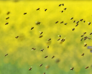 The swarm of the bee flying to the hive after collecting pollen from oilseed rape