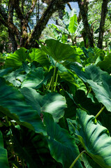 taiobas in the garden