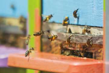 Swarm of  bees at hive entrance