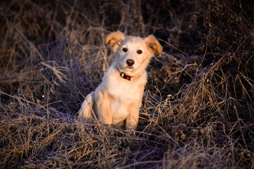 Cute little golden puppy dog posing in morning winter frosty nature