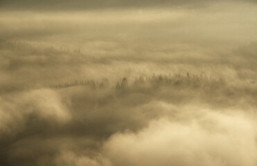 Forest in the morning mist in the mountain. Autumn scene.