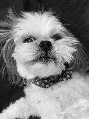 shih tzu dog