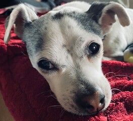 Close up of resting dog