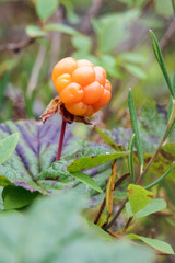 cloudberry