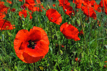 red weed, czech landscape