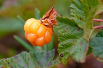 cloudberry