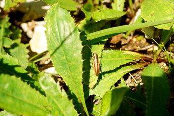 Macro photography of grasshopper between leaves