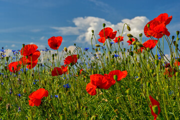 red weed, czech landscape