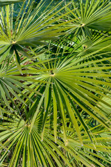 palm tree, southern France