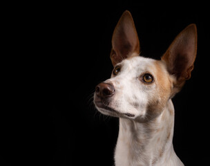 dog portrait on dark background, podencho, photography study, pets