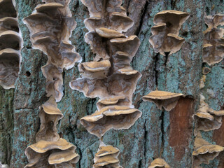 fungus and lichen on dead tree bark