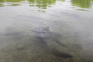 Through the transparent surface of the water, silhouettes of several large fish of mirror carp floating under the surface of the water are visible.