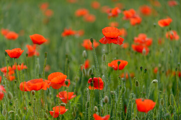 red weed, czech landscape