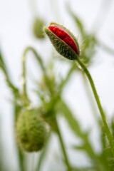 red weed, czech landscape