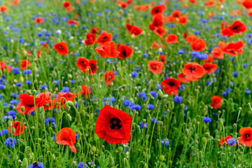 Fototapeta premium red weed, czech landscape