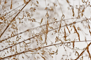 Morning dew on the plants. Meadow in autumn.