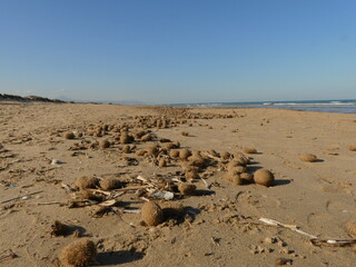 Seebälle an der Costa Blanca