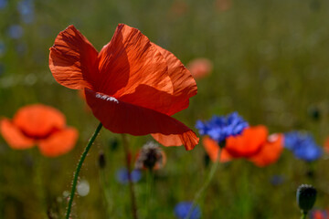 Fototapeta premium red weed, czech landscape