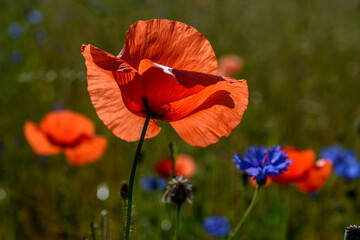 Fototapeta premium red weed, czech landscape