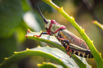 grasshopper on a leaf, south africa, colourful