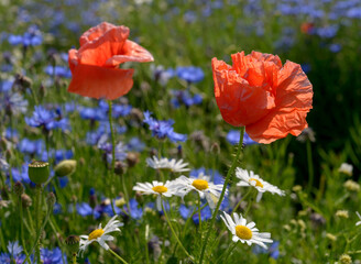 red weed, czech landscape