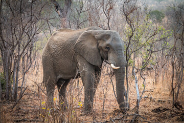 Fototapeta premium elephant walking in the bushes, kruger national park, south africa