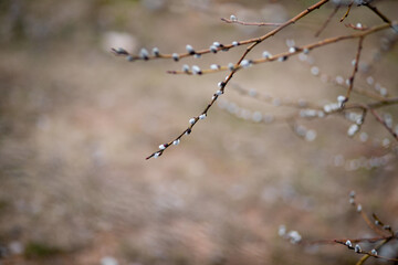 Tree buds in spring. Young large buds on branches against blurred background