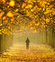 Woman walking in park under gold leaves trees in autumn