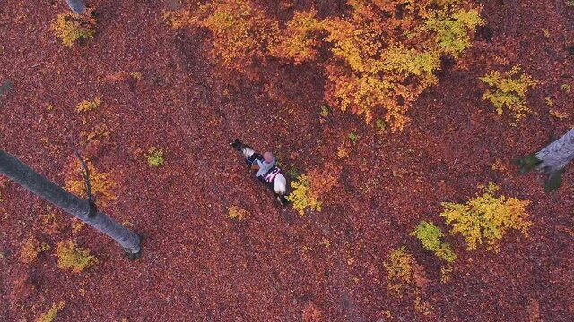 Horse eating bushes while moving in a red forest in autumn. Horseback riding.