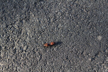 Two red firemen beetles on grey dark asphalt road