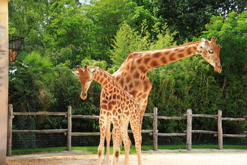 Girafes
