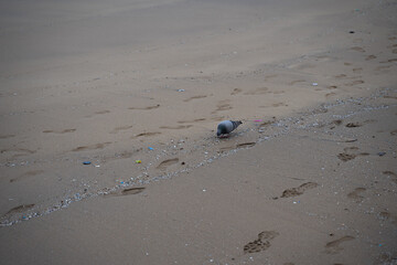 A shot of a piece of plastic on a sandy beach - plastic pollution
