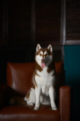 Fototapeta na wymiar Female husky dog sit on a leather brown couch in a studio or officeBeautiful photo of dark-colored husky chocolate red husky similar to fox
