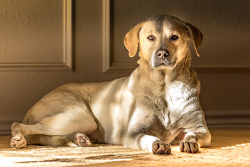 Portrait of a blonde female Labrador Retriever indoors laying on a carpet