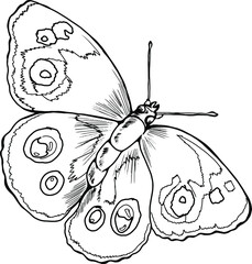 butterfly coloring book, contour drawing of a hand, isolated on white background,