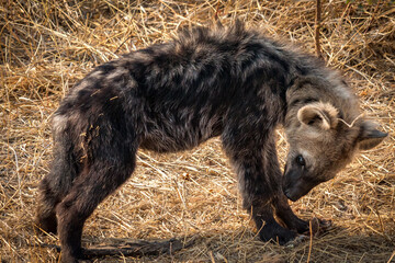 baby hyena, puppy, kruger national park , south africa