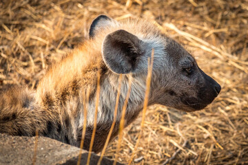 baby hyena in kruger national park, south africa, puppy
