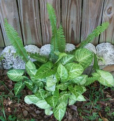 Nature arranged green caladium and sword ferns in front of a fence.