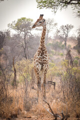 giraffe walking in the bushes, kruger national park, south africa