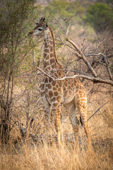 baby giraffe in the savannah, kruger national park, south africa