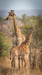 giraffes, mother with her baby, kruger national park, south africa