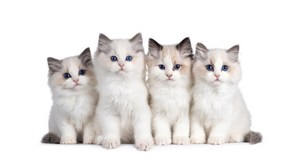 Fototapeta na wymiar Group of 4 Ragdoll cat kittens, sitting beside each other on perfect row. All looking towards camera with beautiful blue eyes. Isolated on white background.