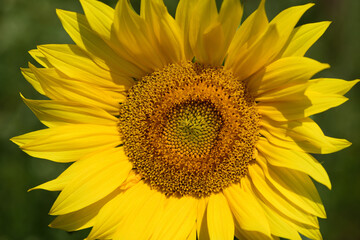 Naklejka premium Close-up of a blooming sunflower against a green background in summer
