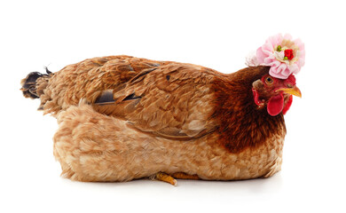 Brown chicken with a bow.