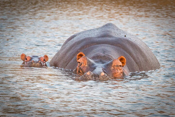 hippopotamus in water with baby, kruger national park, south africa