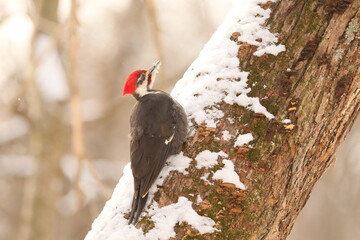 Wood Pecker in the Snow